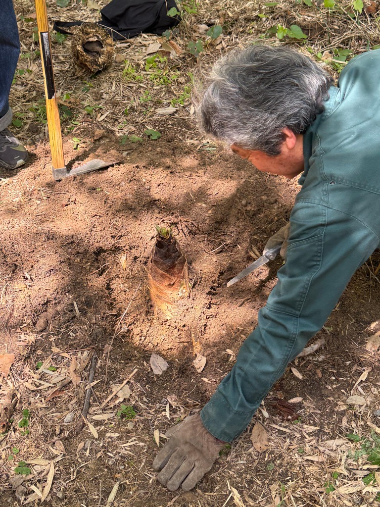 大きなタケノコを発見した瞬間