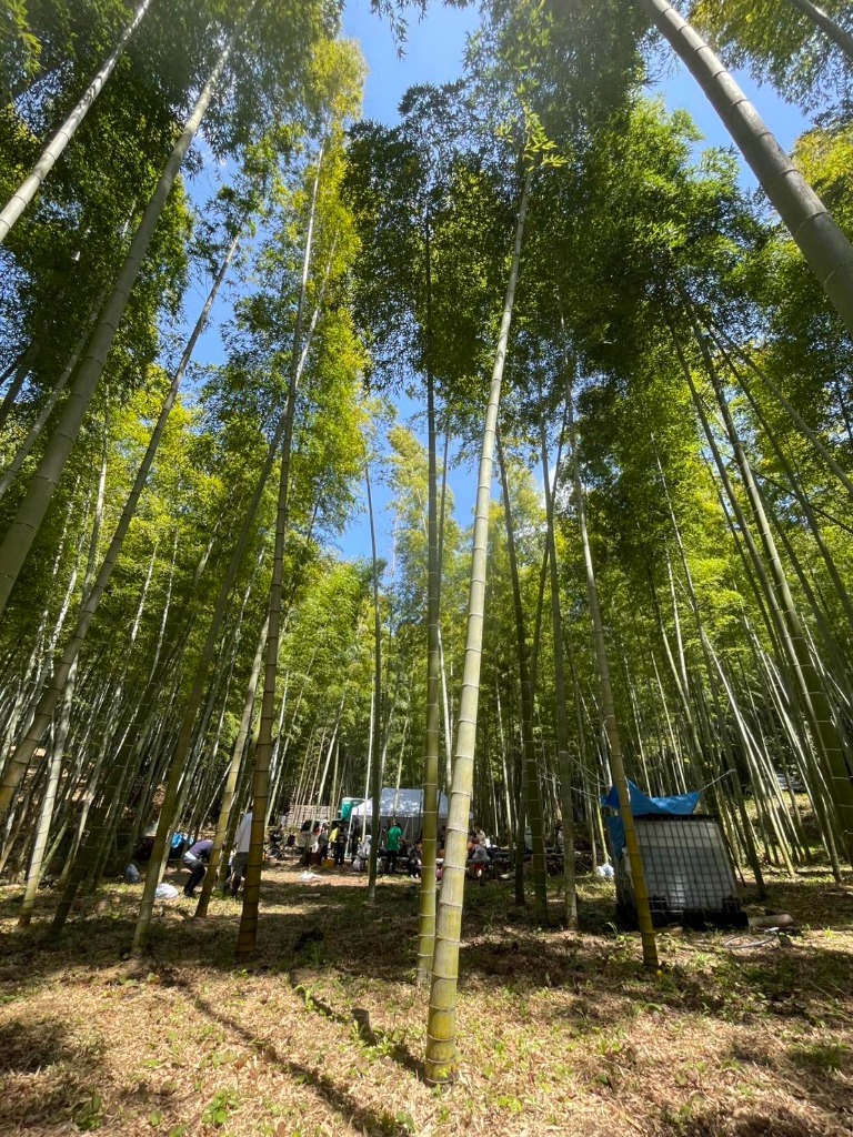タケノコ堀り体験 竹林の会場